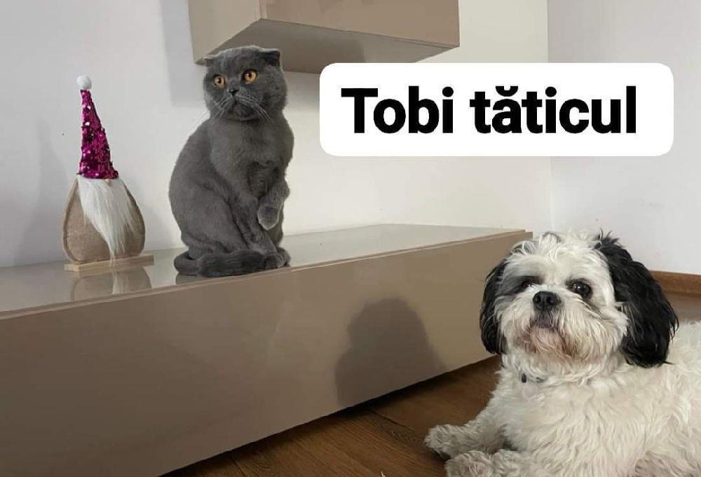 Shihtzu original