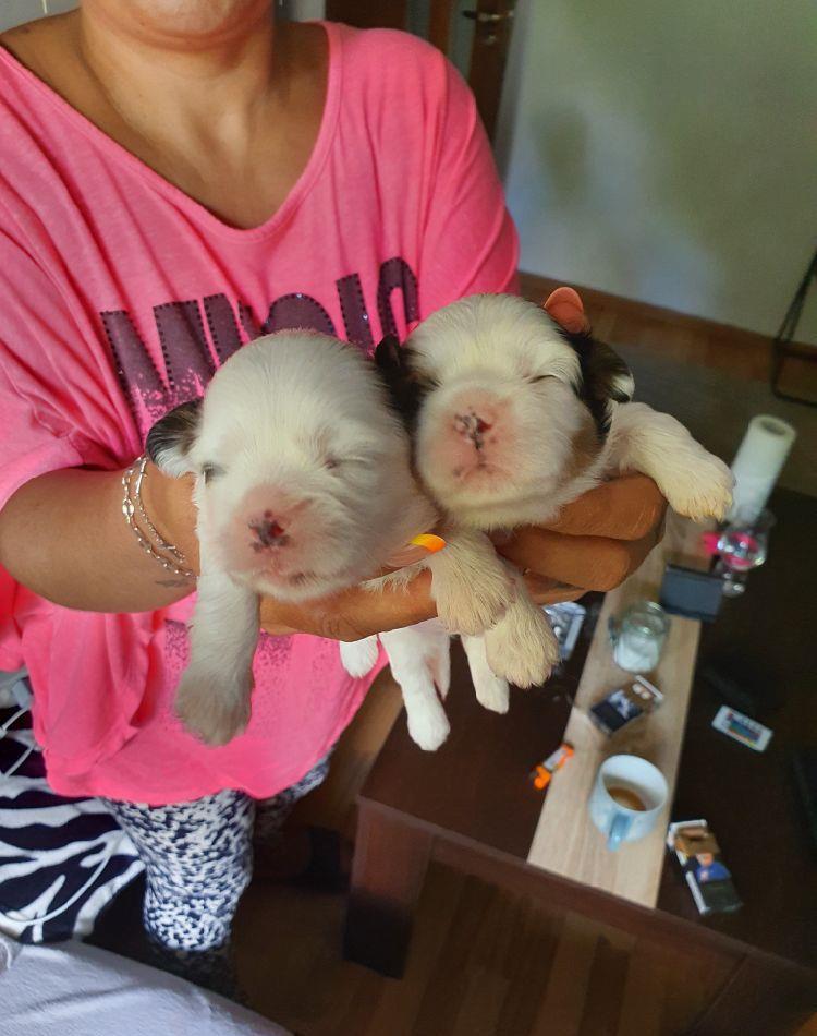 Shihtzu original