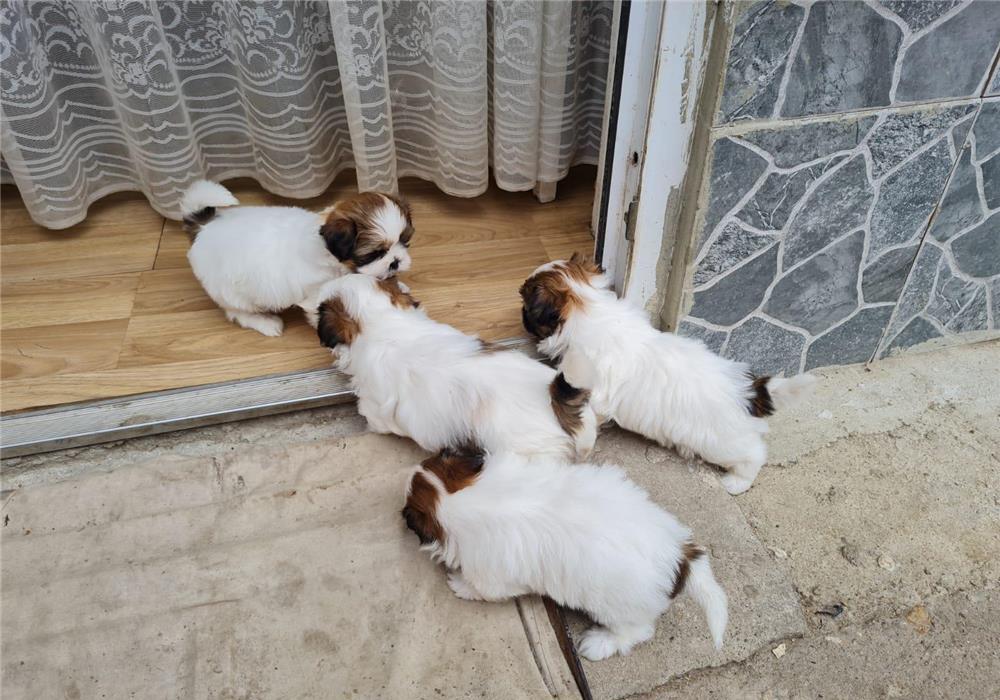 Shitzu puii