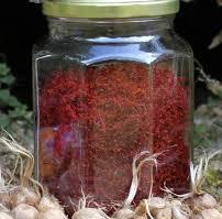 Sofran în pistile Crocus Sativus crescut in BUCOVINA - Categoria I