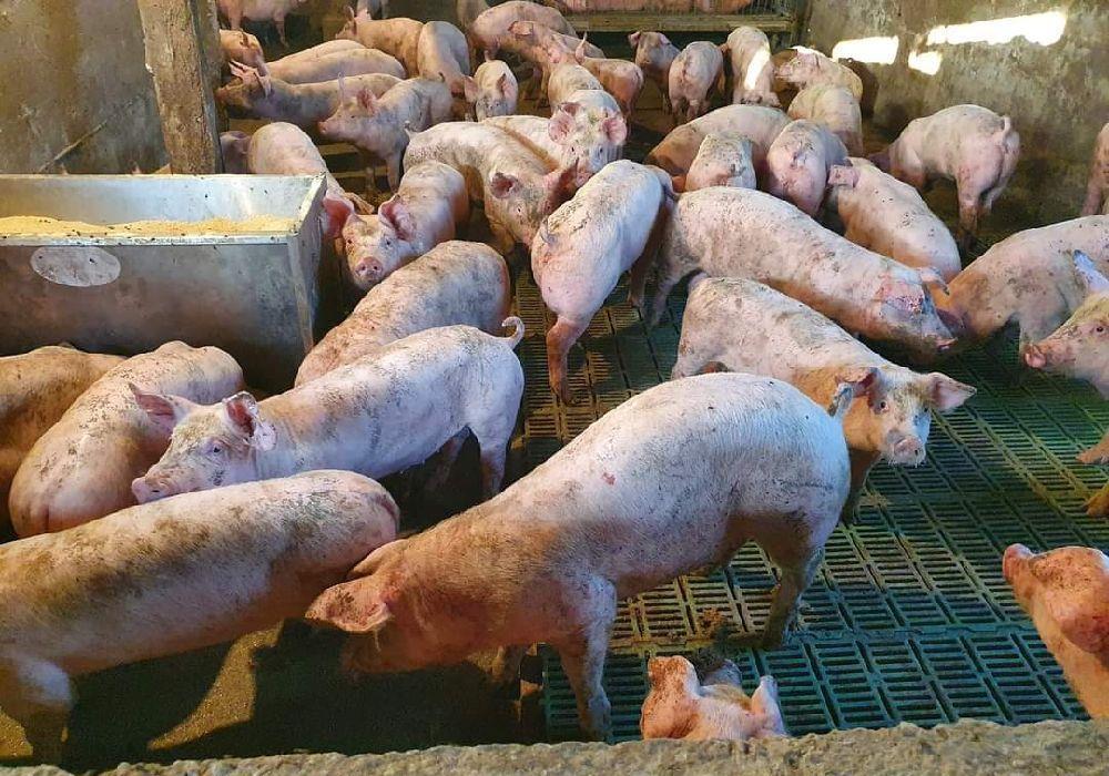 soldani de carne 50-60kg se ofera transport