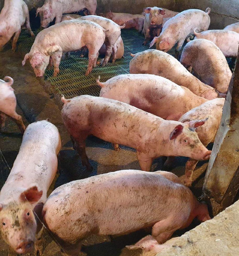 soldani de carne 50-60kg se ofera transport