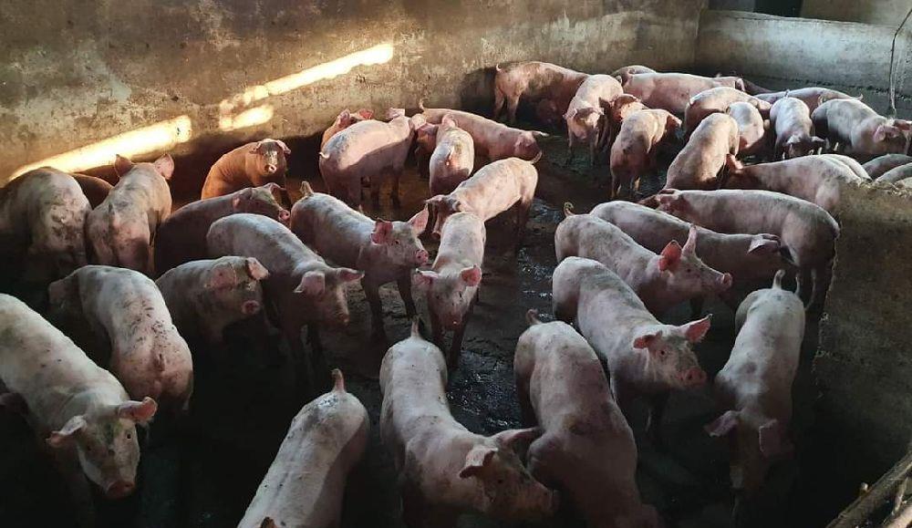 soldani de carne 50-60kg se ofera transport