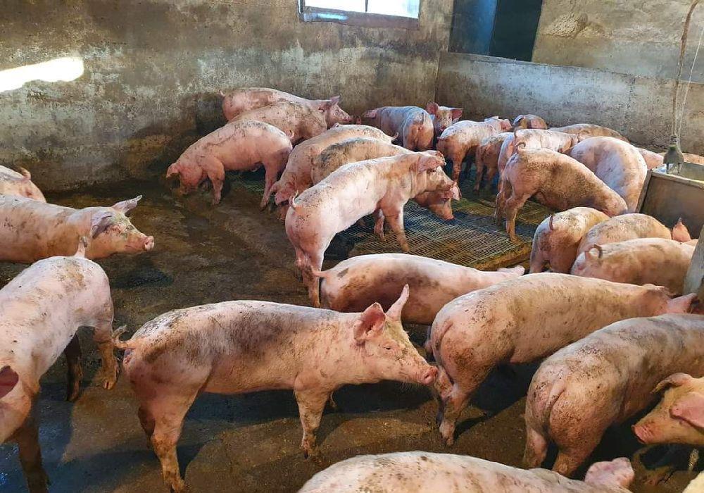 soldani de carne 50-60kg se ofera transport