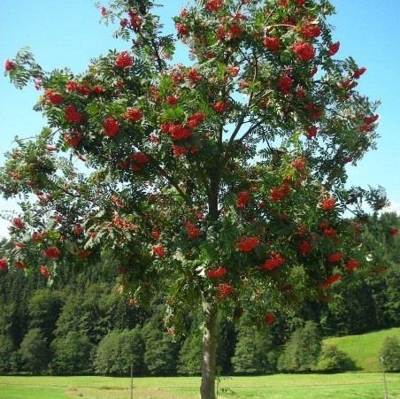 SORBUS AUCUPARIA (Scorus)