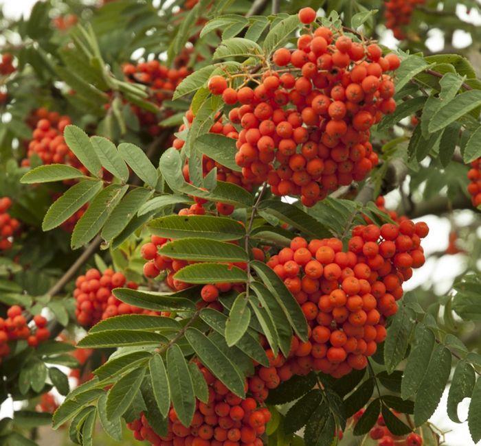 SORBUS AUCUPARIA (Scorus)
