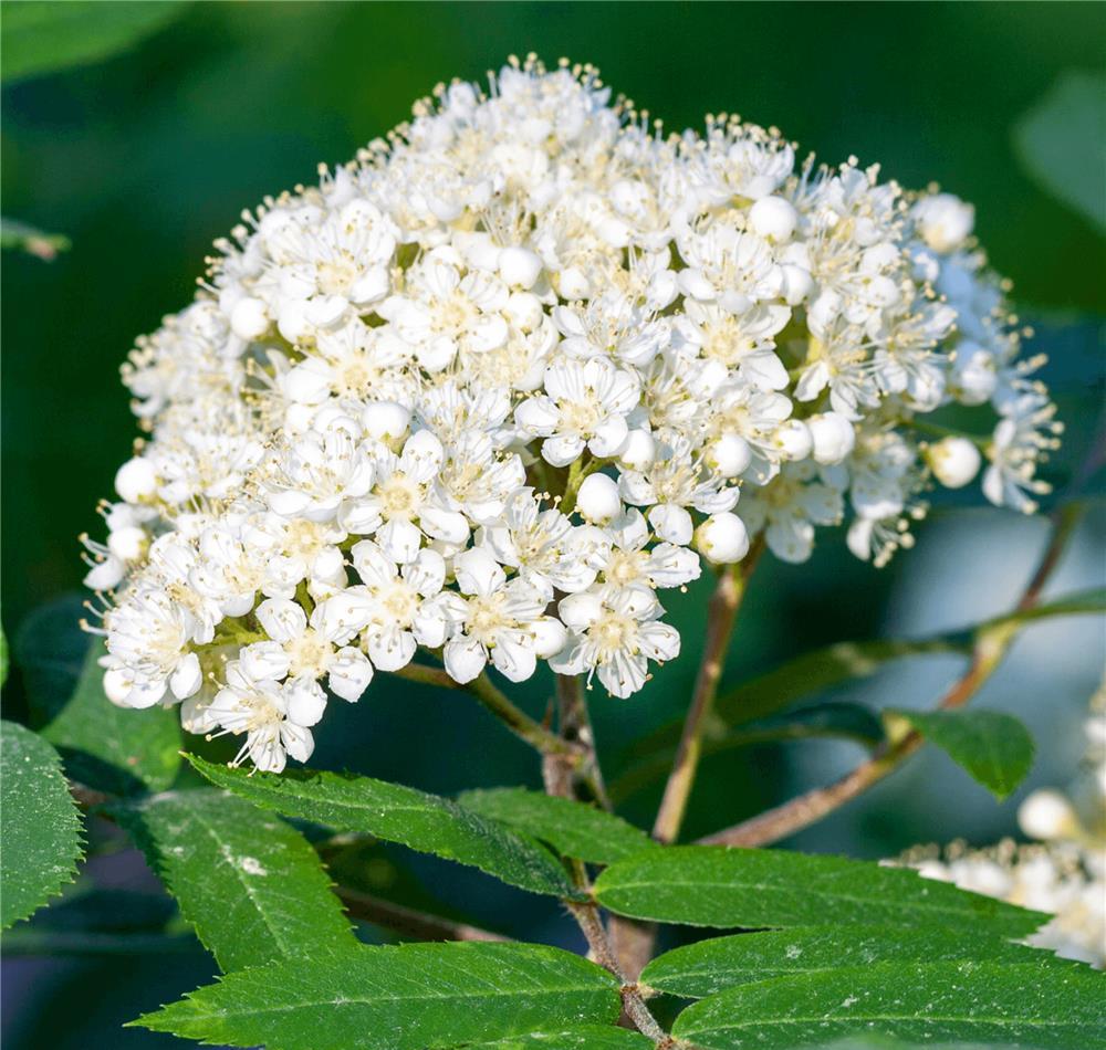 SORBUS AUCUPARIA (Scorus)