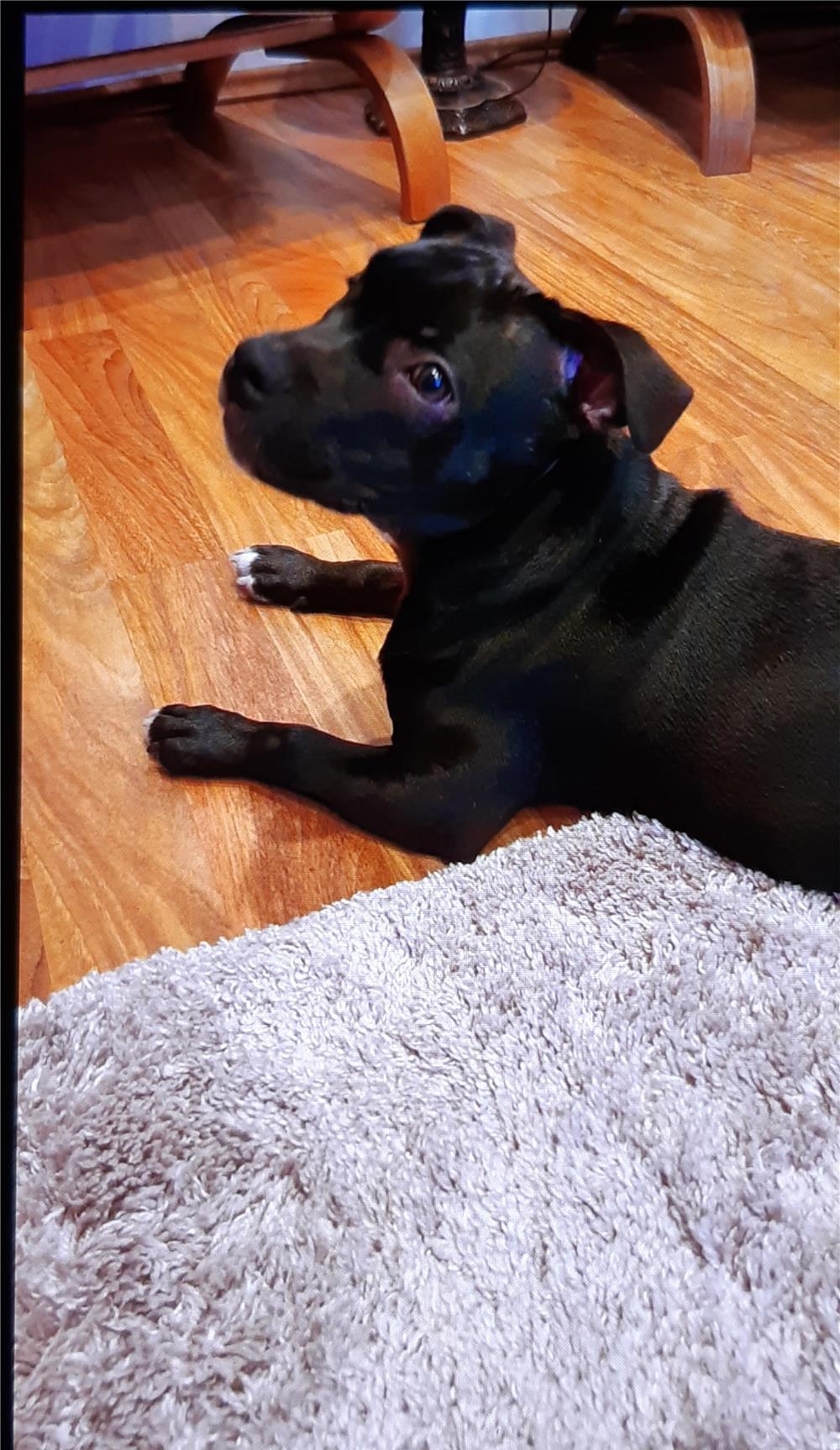STAFFORDSHIRE BULL TERRIER