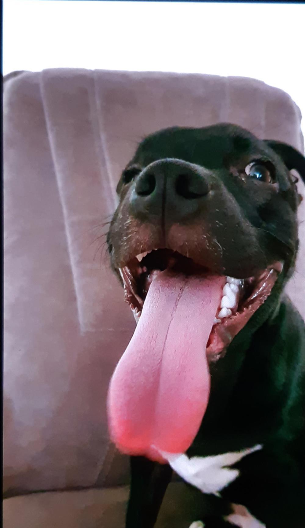 STAFFORDSHIRE BULL TERRIER