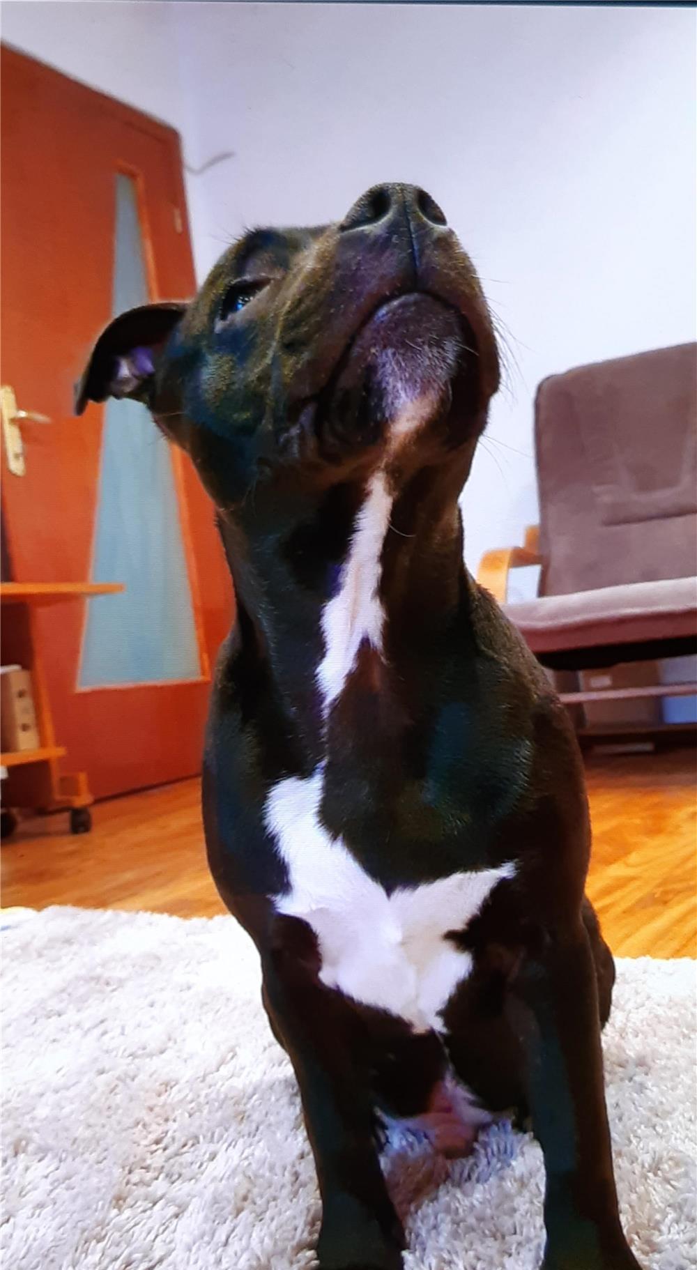 STAFFORDSHIRE BULL TERRIER
