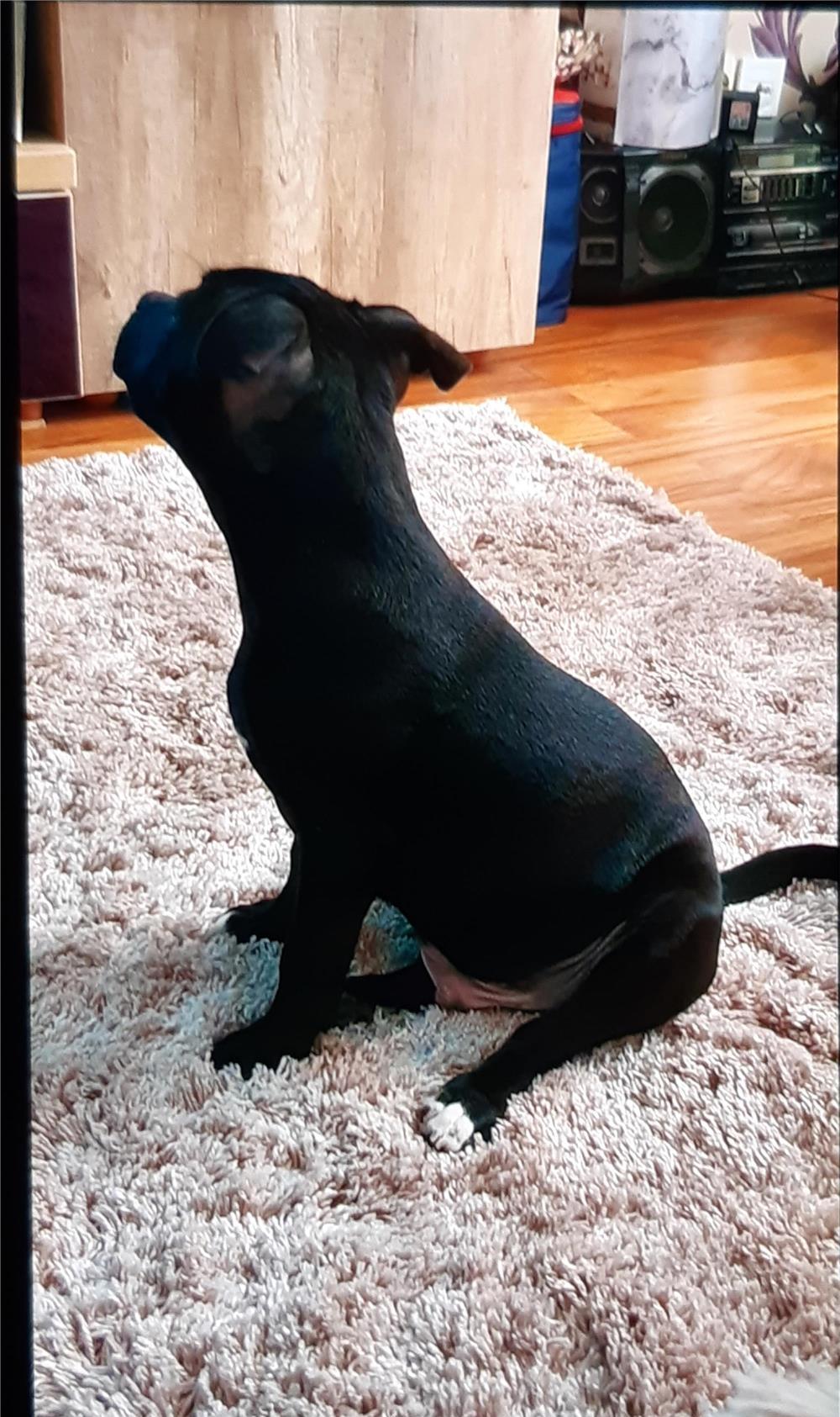 STAFFORDSHIRE BULL TERRIER