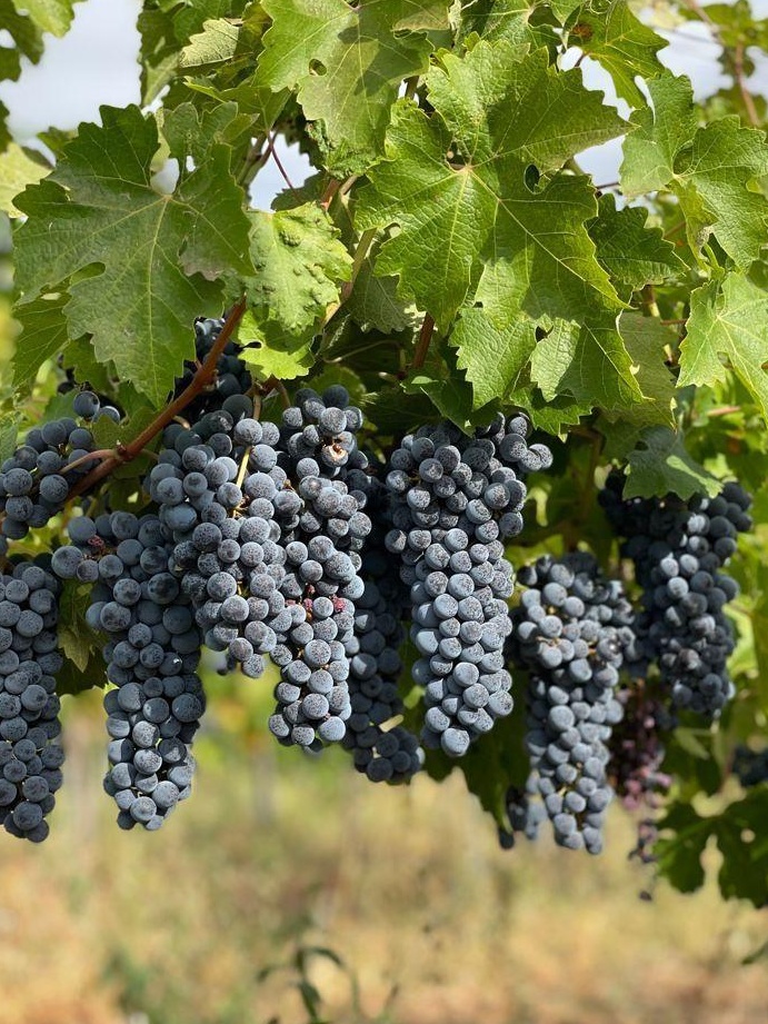 Struguri Cabernet Sauvignon