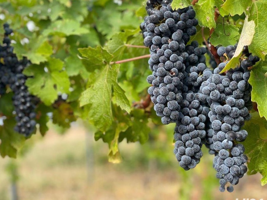 Struguri Cabernet Sauvignon