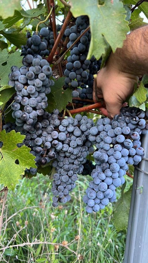 Struguri Cabernet Sauvignon