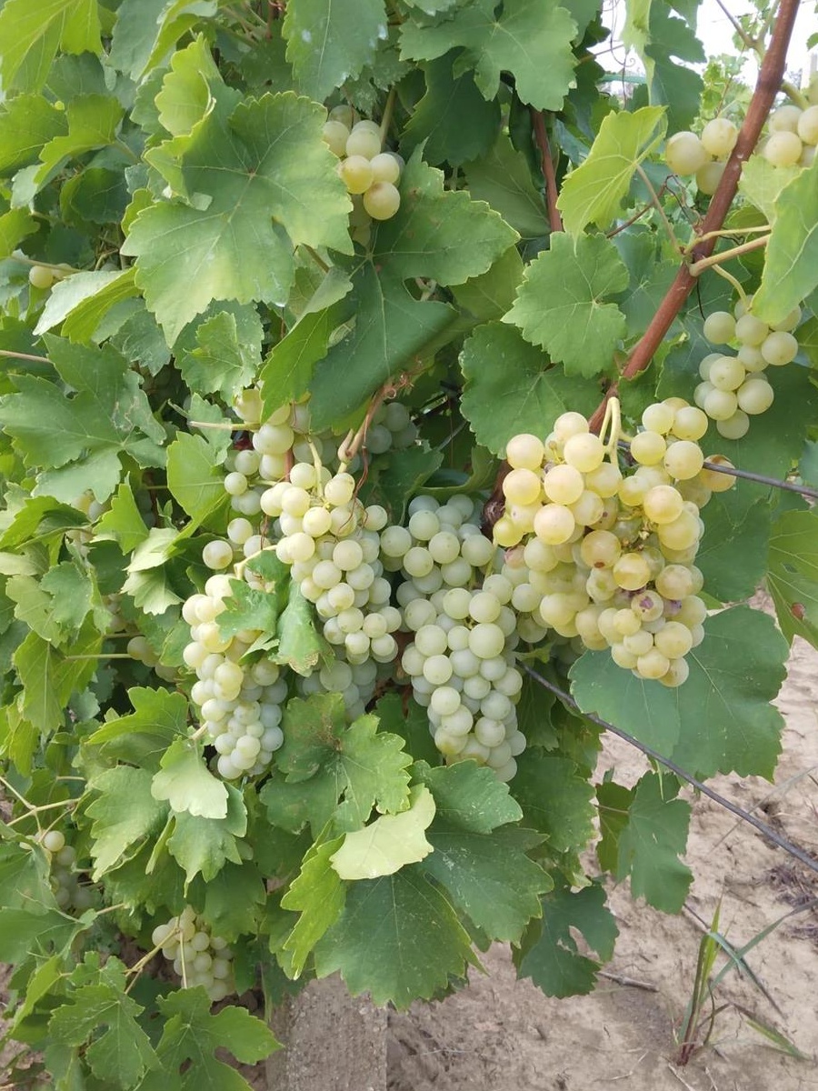 Struguri de vanzare