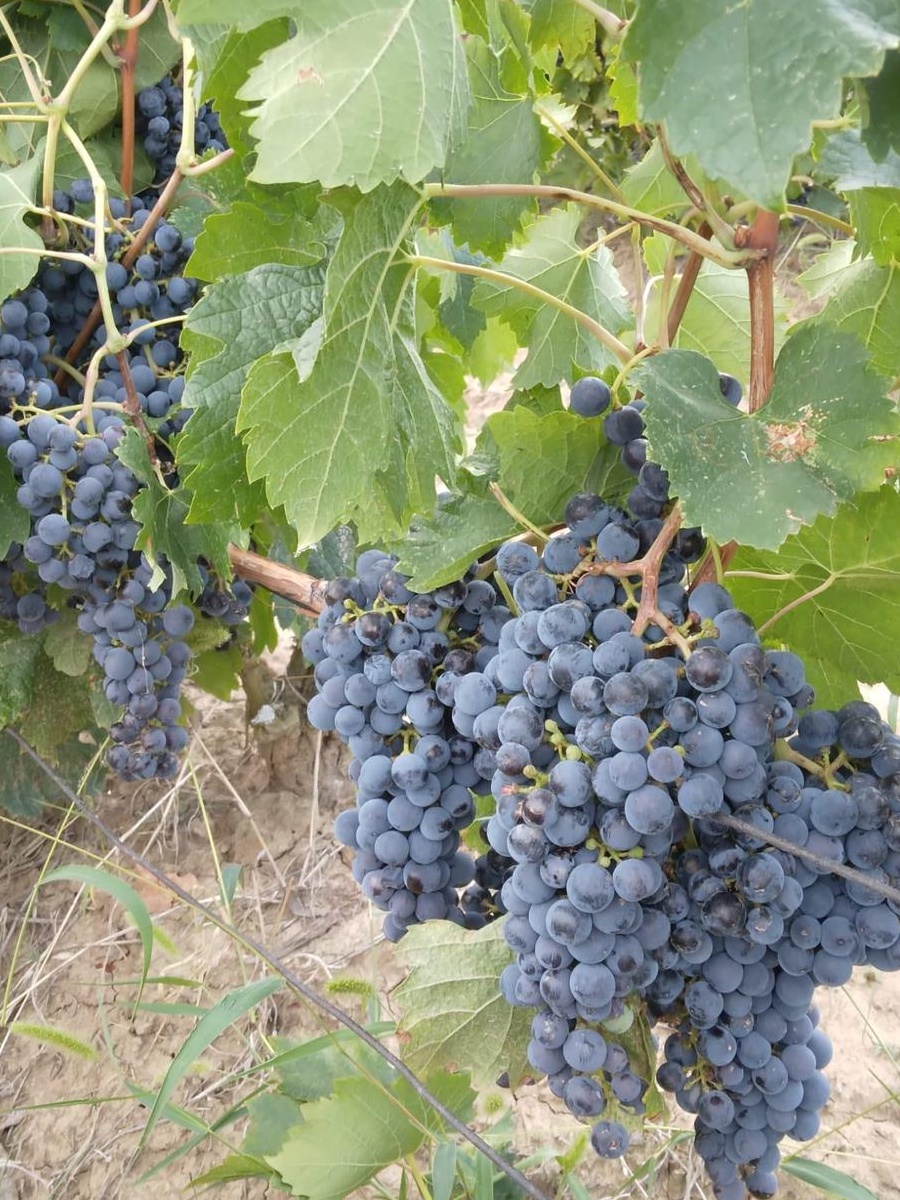 Struguri de vanzare