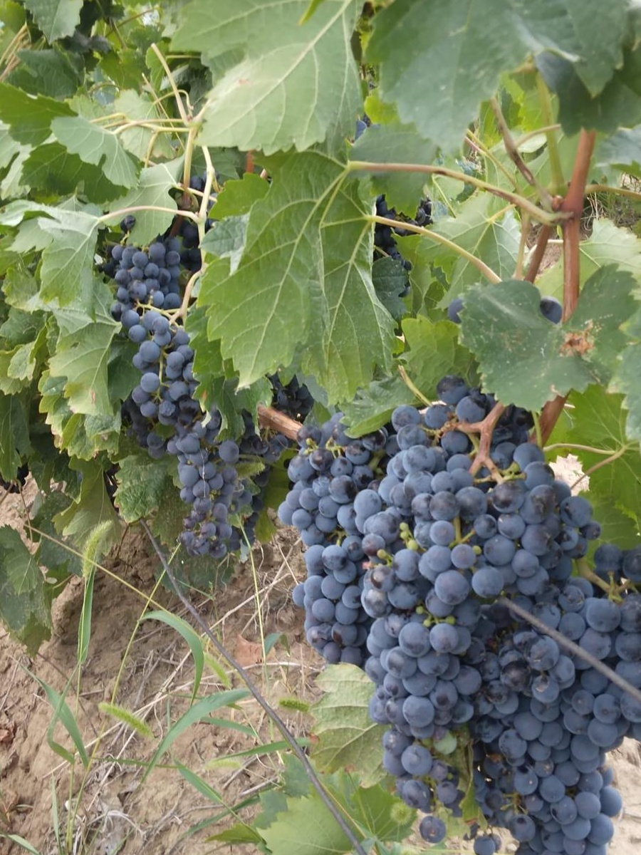 Struguri de vanzare