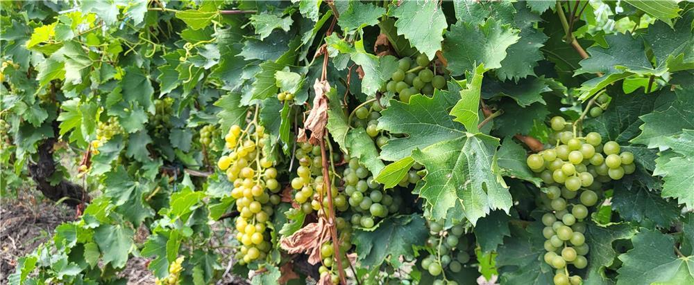 Struguri de vin - fetească