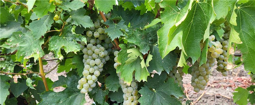 Struguri de vin - fetească