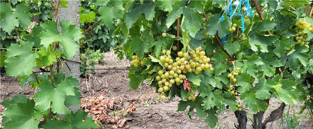 Struguri de vin - fetească