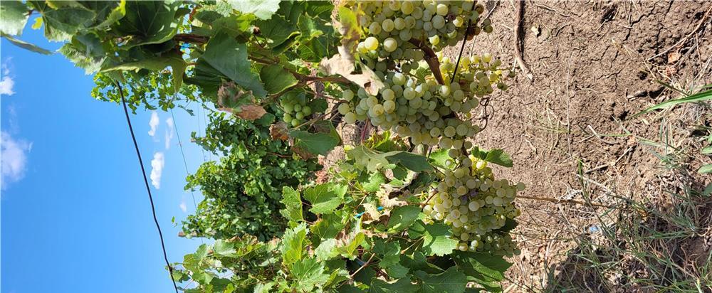 Struguri de vin - fetească