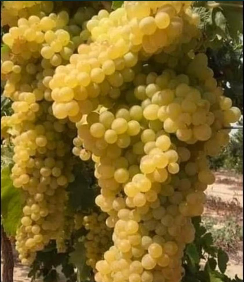 struguri de vin Odobesti VN