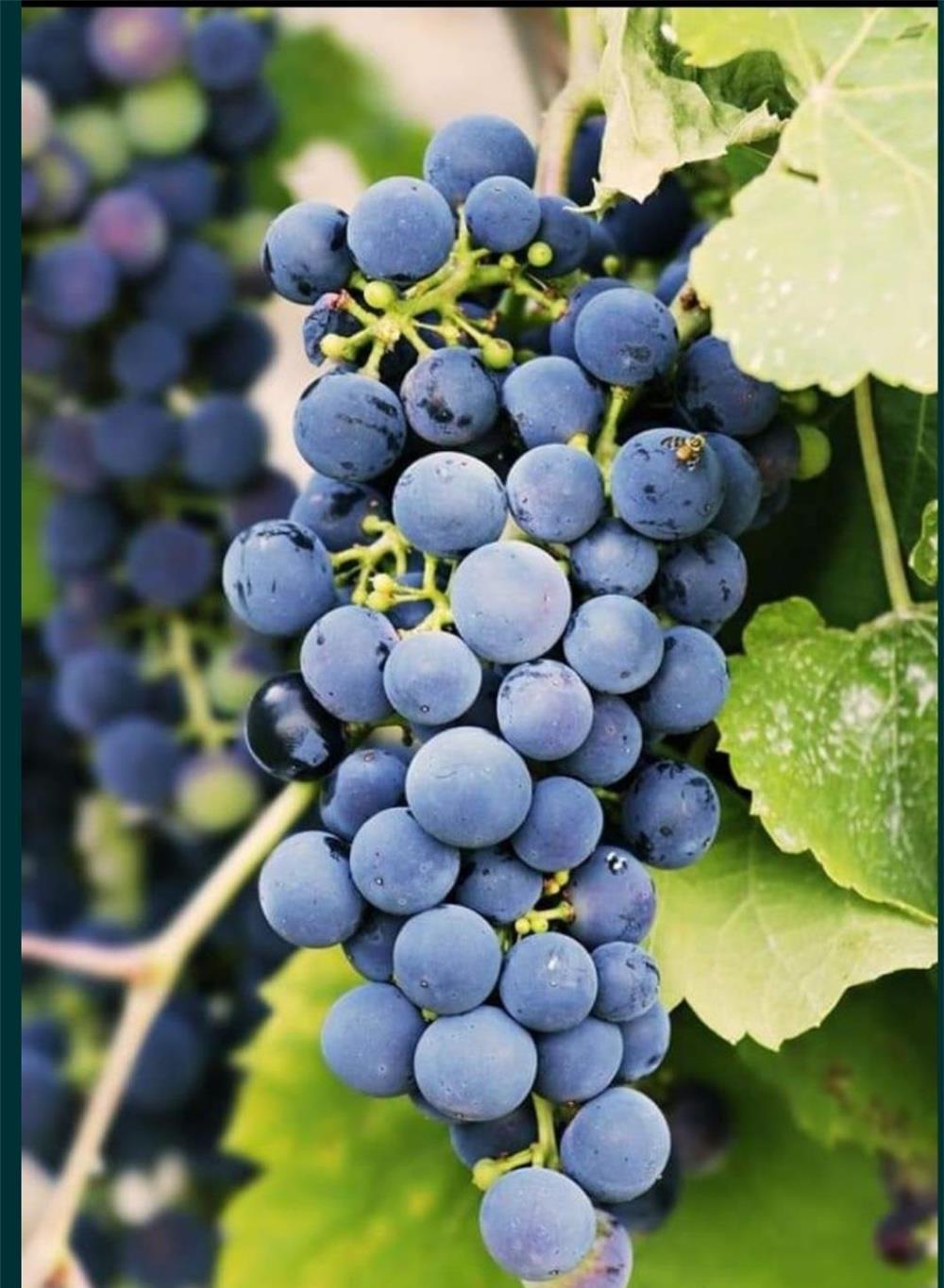 struguri de vin Odobesti VN