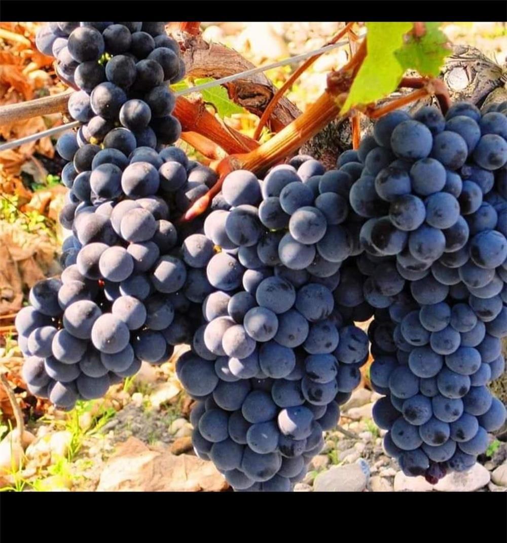 struguri de vin Odobesti VN