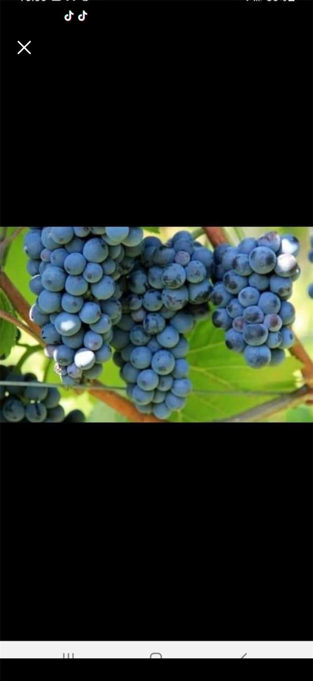 struguri de vin Odobesti VN