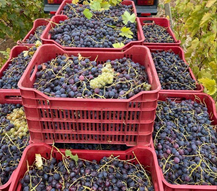 Struguri de vin si de  masa Cardinal, Ceasla, Muscat Hamburg, Muscat Ada, Afuz-Ali