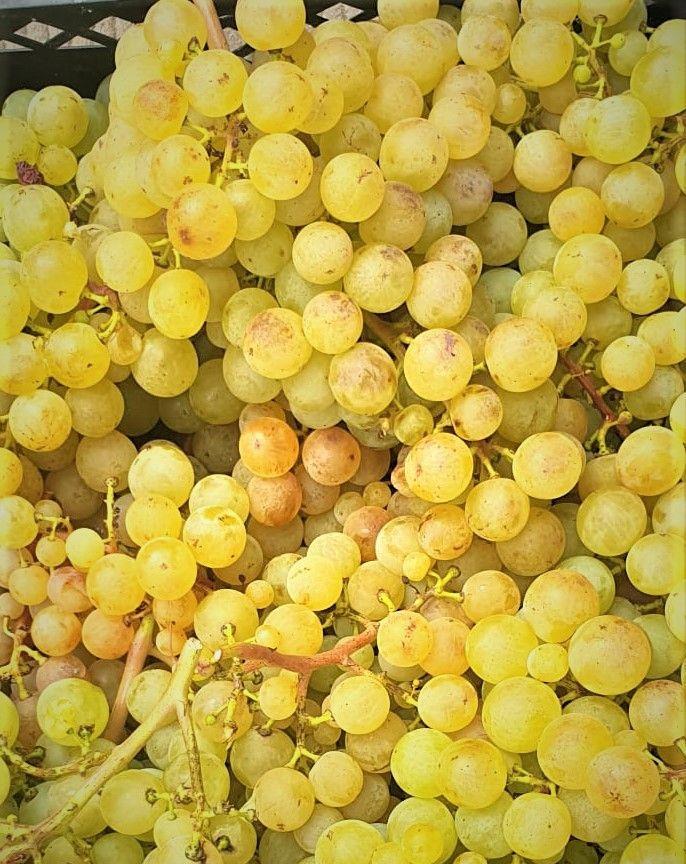 Struguri de vin si de  masa Cardinal, Ceasla, Muscat Hamburg, Muscat Ada, Afuz-Ali