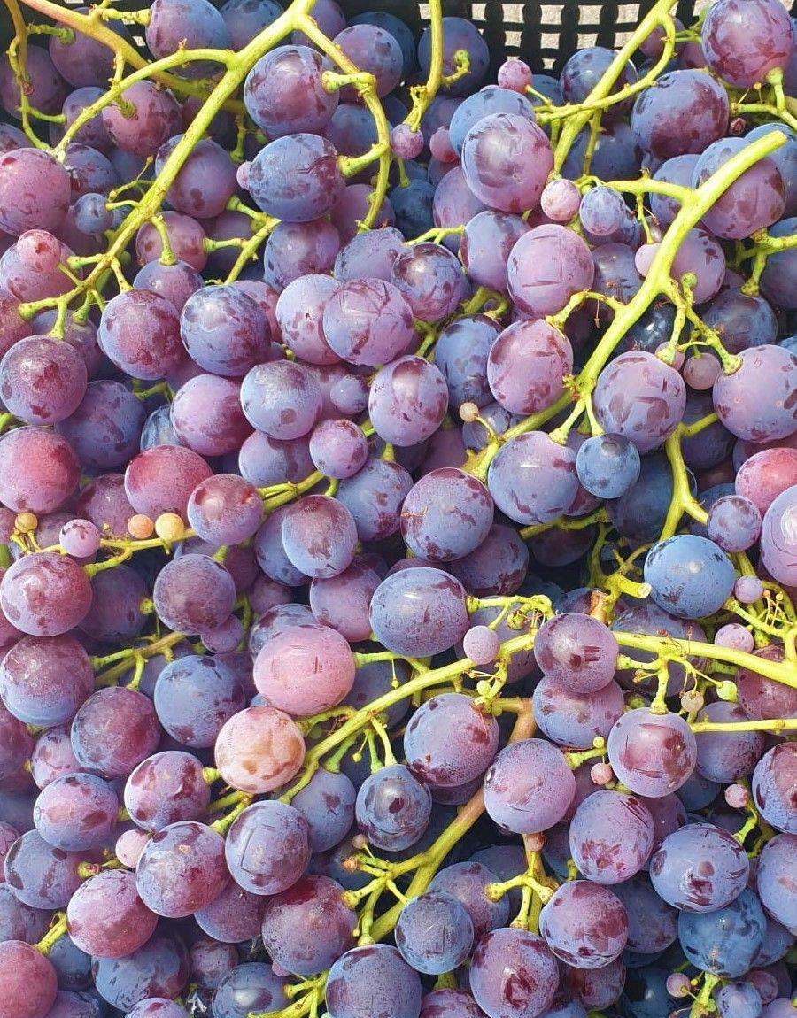 Struguri de vin si de  masa Cardinal, Ceasla, Muscat Hamburg, Muscat Ada, Afuz-Ali