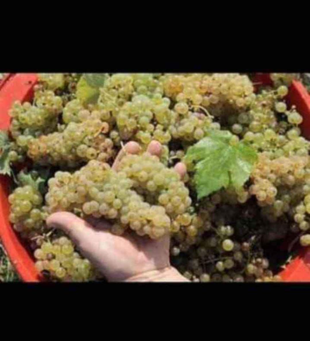 Struguri pentru vin producție 2022