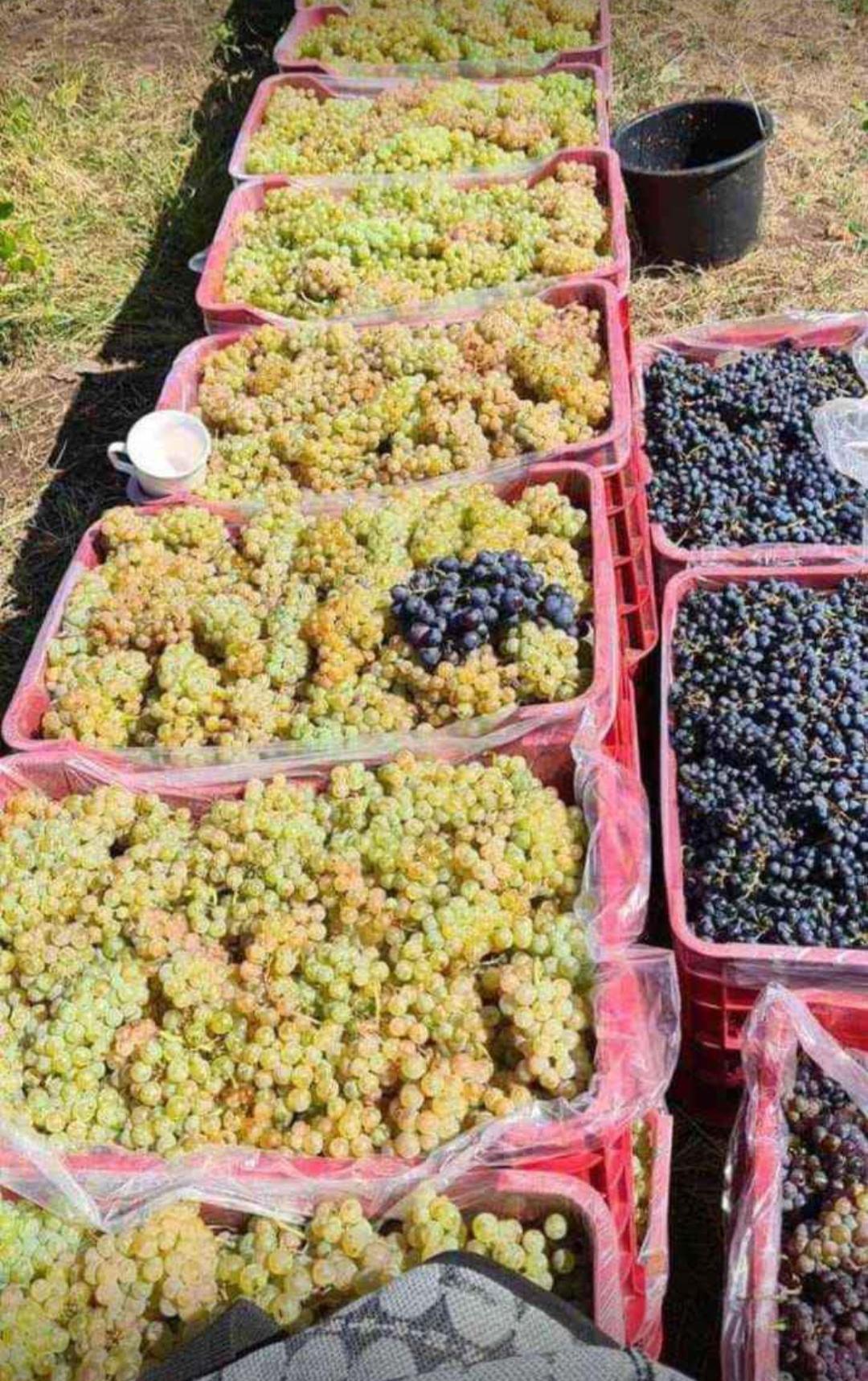Struguri pentru vin producție 2022