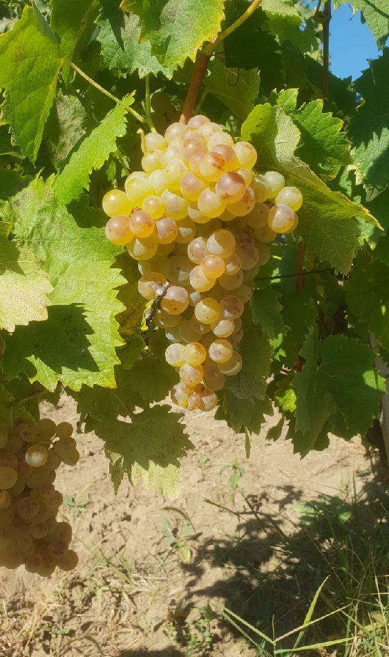 STRUGURI VIN Otonel Sauvignon Cabernet Merlot Feteasca Neagra