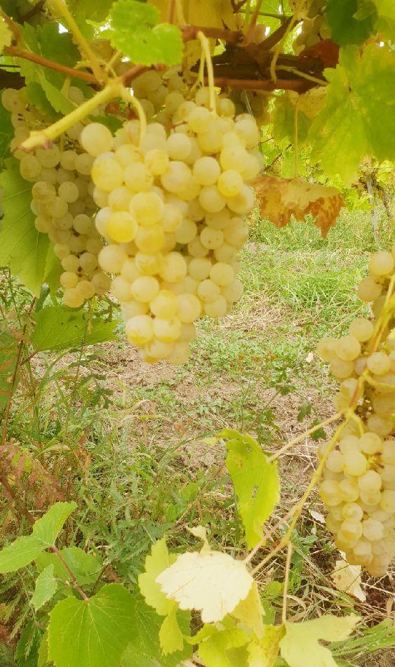 STRUGURI VIN Otonel Sauvignon Cabernet Merlot Feteasca Neagra