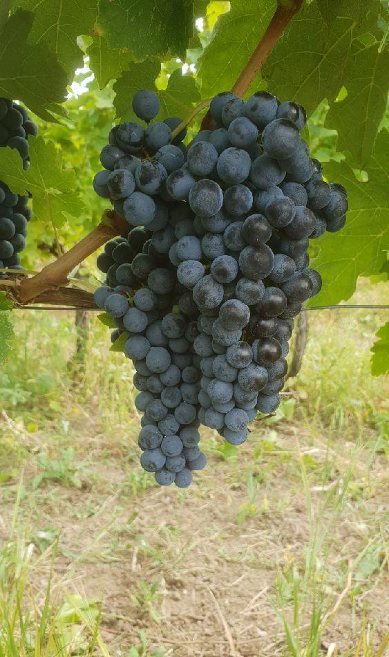 STRUGURI VIN Otonel Sauvignon Cabernet Merlot Feteasca Neagra