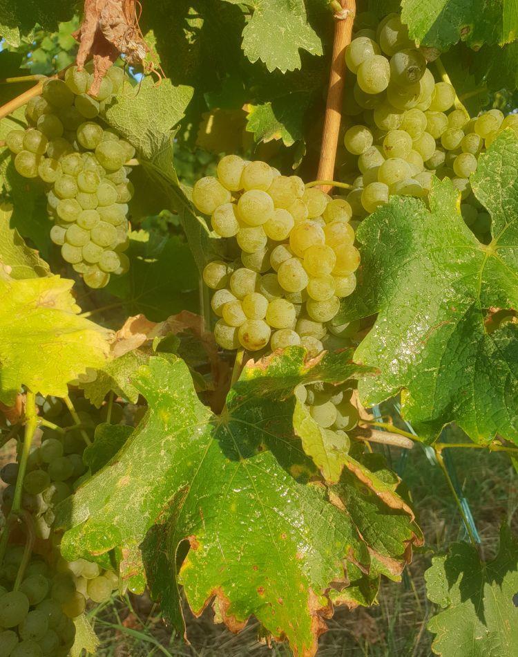 STRUGURI VIN Otonel Sauvignon Cabernet Merlot Feteasca Neagra