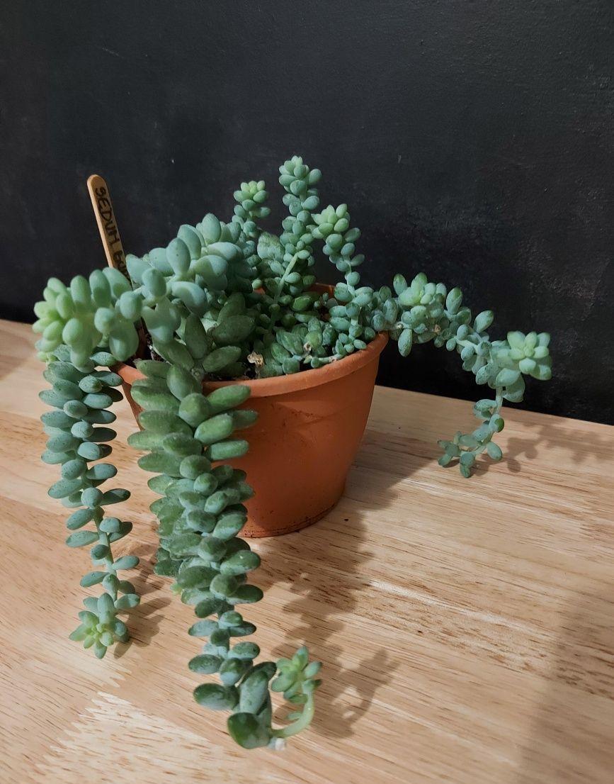 Suculenta Sedum Burrito