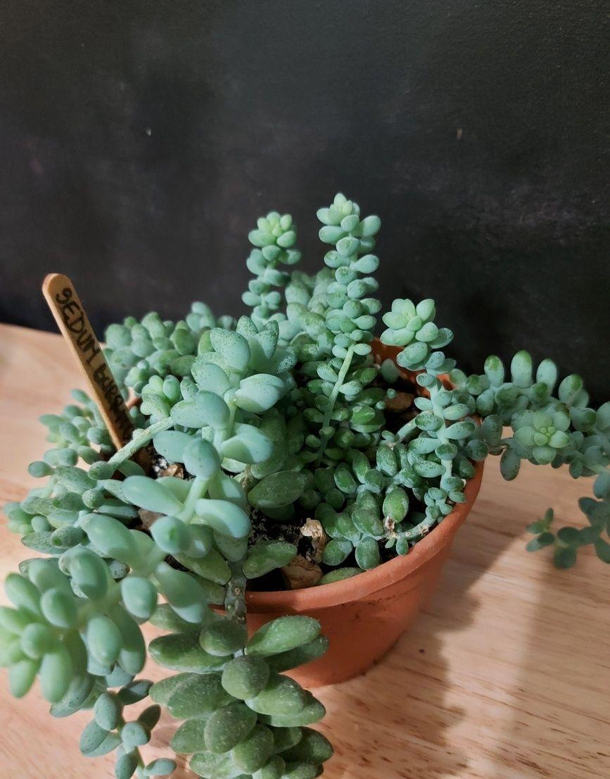 Suculenta Sedum Burrito