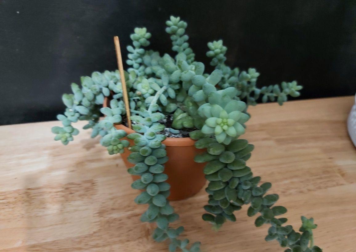 Suculenta Sedum Burrito