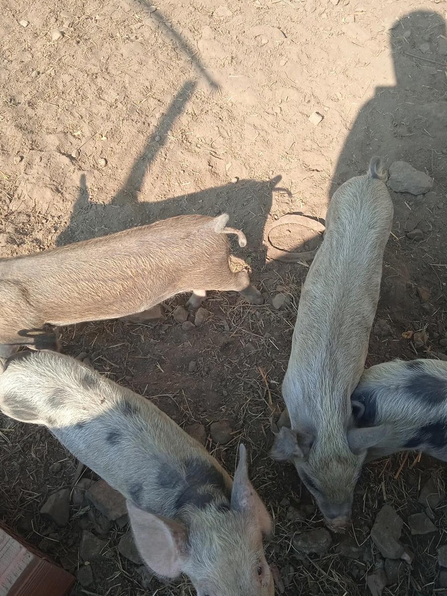 Suldani.5 bucati foarte mâncăcioși  Oferta !!!