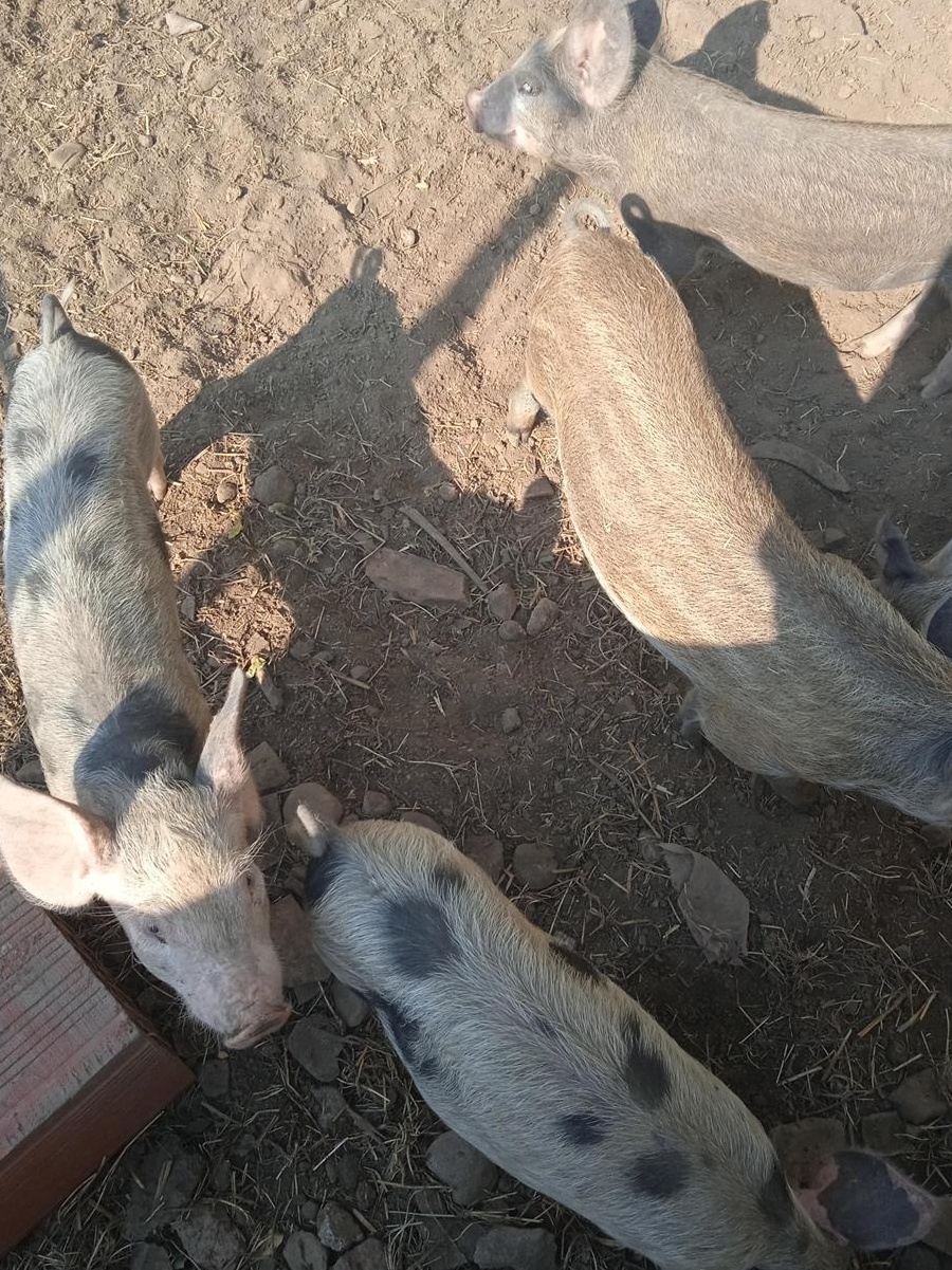 Suldani.5 bucati foarte mâncăcioși  Oferta !!!