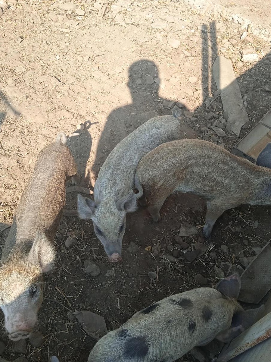 Suldani.5 bucati foarte mâncăcioși  Oferta !!!