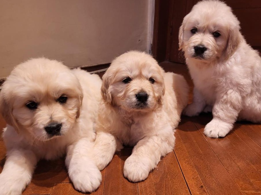 SUPER OFERTA !Vand pui golden retriever superbi! RASA PURA( PEDIGREE)