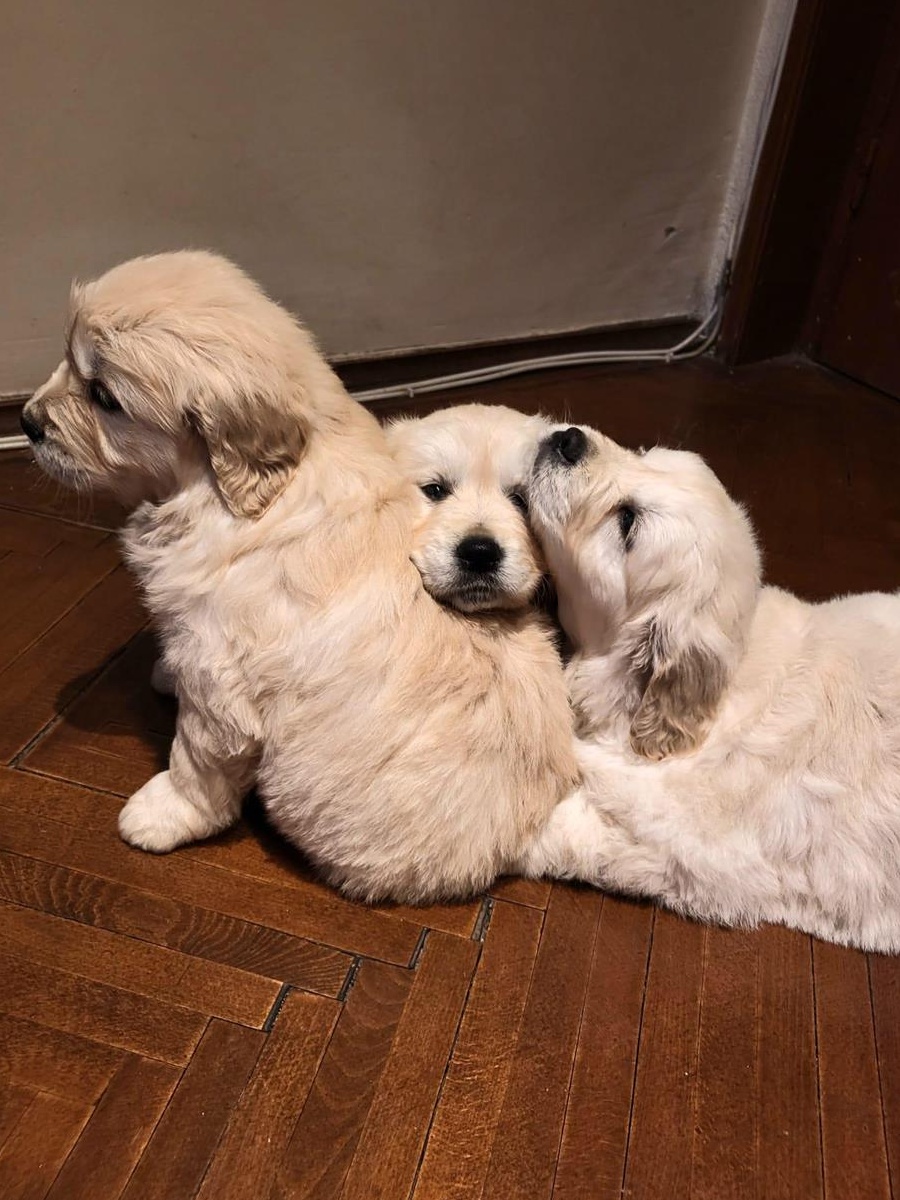 SUPER OFERTA !Vand pui golden retriever superbi! RASA PURA( PEDIGREE)