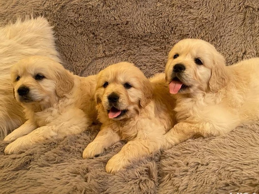 SUPER OFERTA !Vand pui golden retriever superbi! RASA PURA( PEDIGREE)