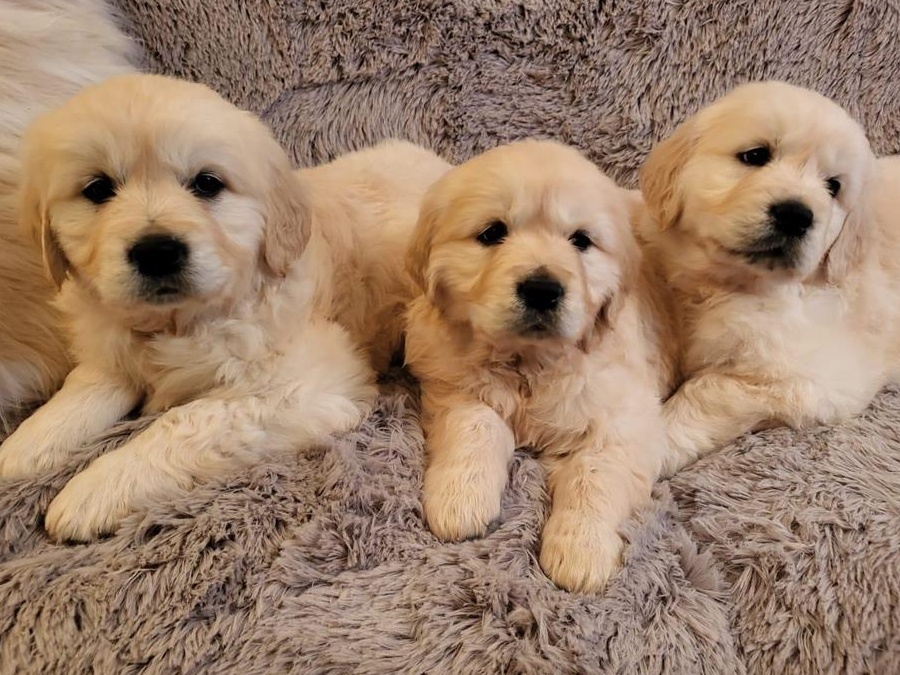 SUPER OFERTA !Vand pui golden retriever superbi! RASA PURA( PEDIGREE)