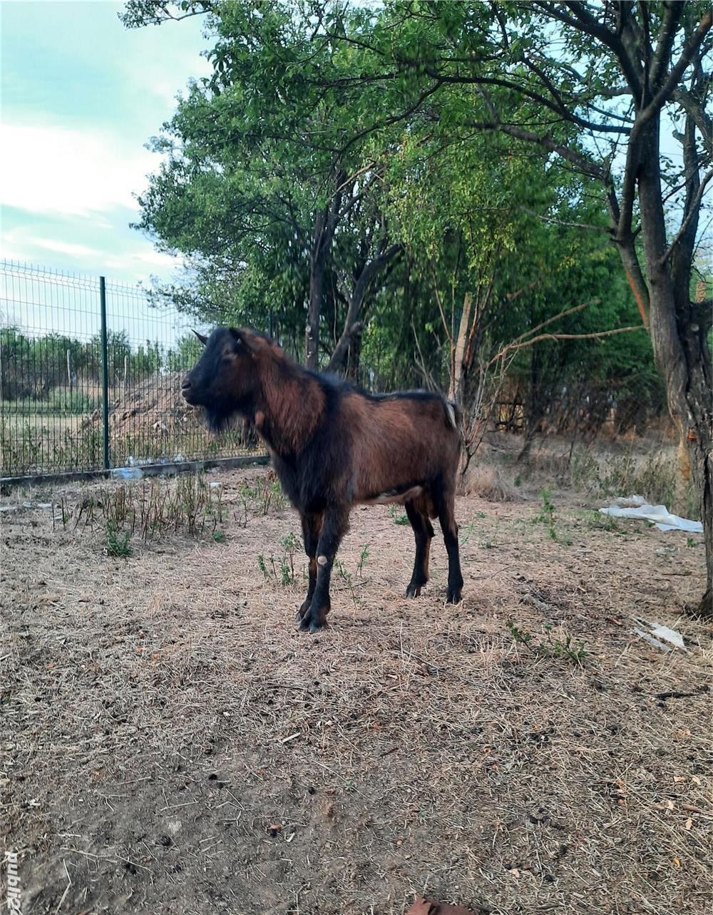 Țap rasa Alpin Francez fără coarne