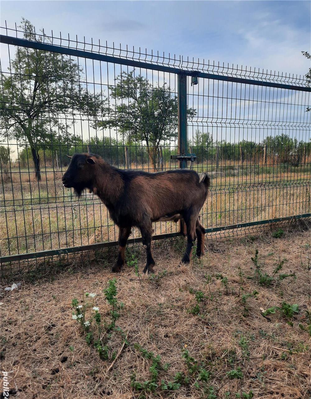 Țap rasa Alpin Francez fără coarne